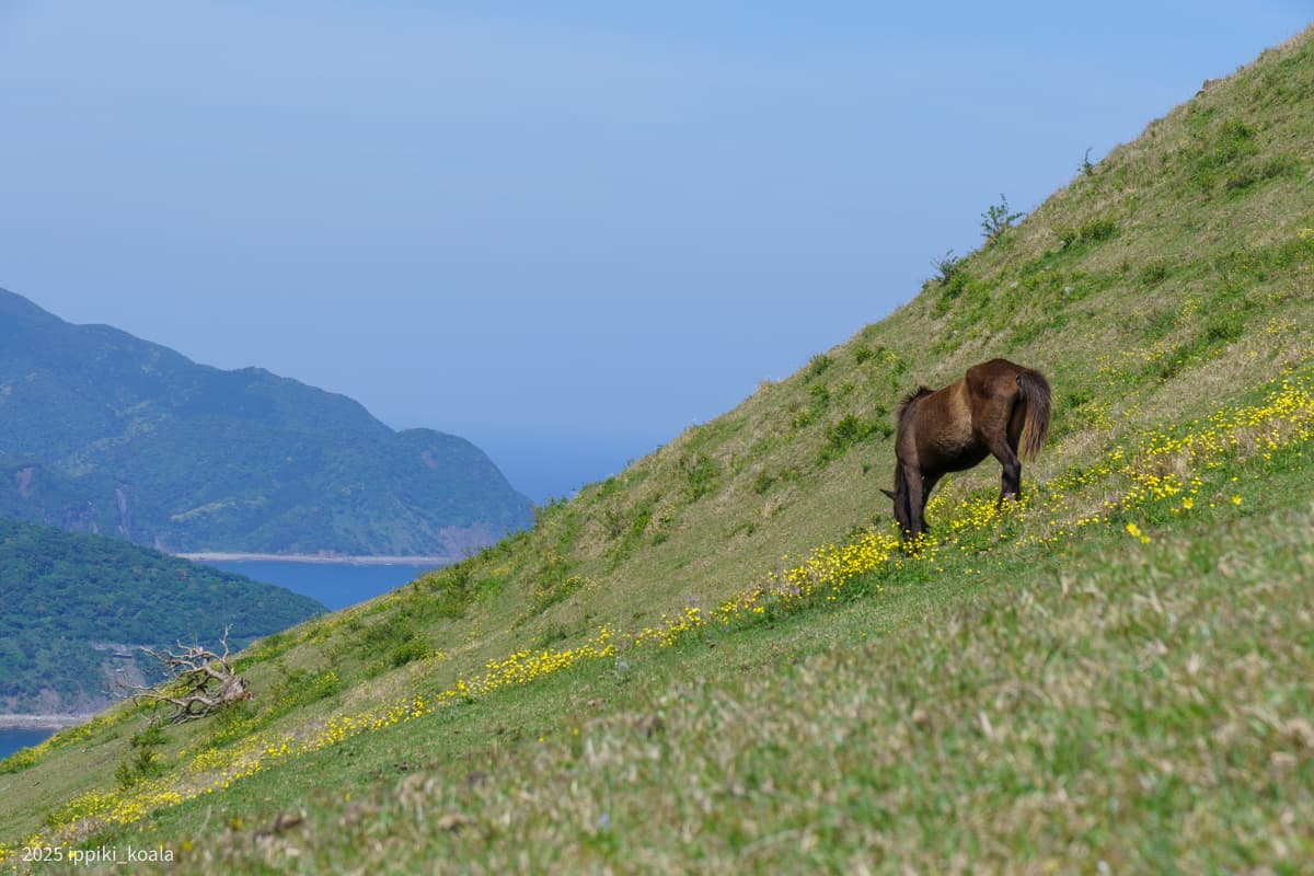 【熊本県・宮崎県】the 夫婦旅。阿蘇の牛と都井岬の馬
