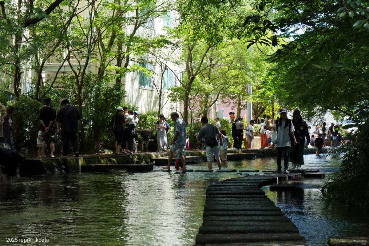 【静岡県】湧水の街・三島の源兵衛川周辺を歩く