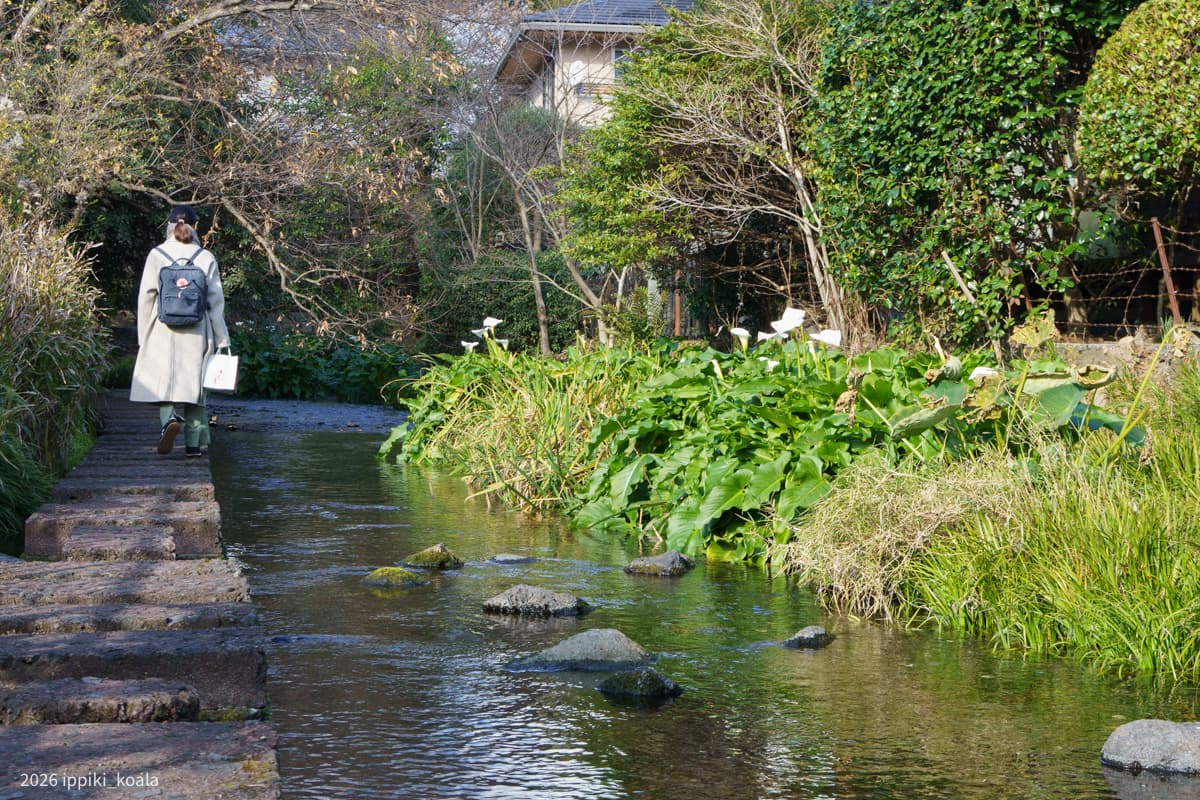 【真鶴・三島】ひねくれ夫婦の年越し。そして風邪を引いた